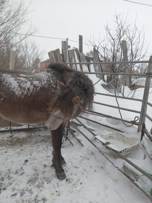 Продаётся жеребец- айгыр