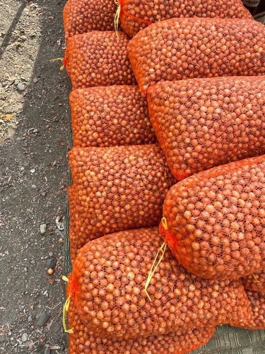 Vand arpagic, ceapa si usturoi