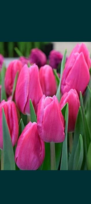 2026 ТЮЛЬПАНЫ оптом и в розницу