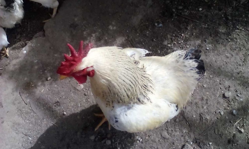 Cocosi de casa  crescuti cu cereale