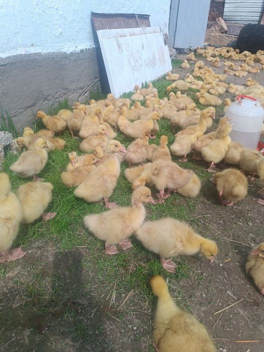 Гуси Парода Линда