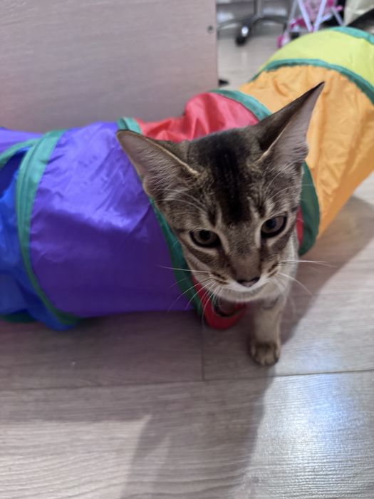 Отдам в добрые руки котенка