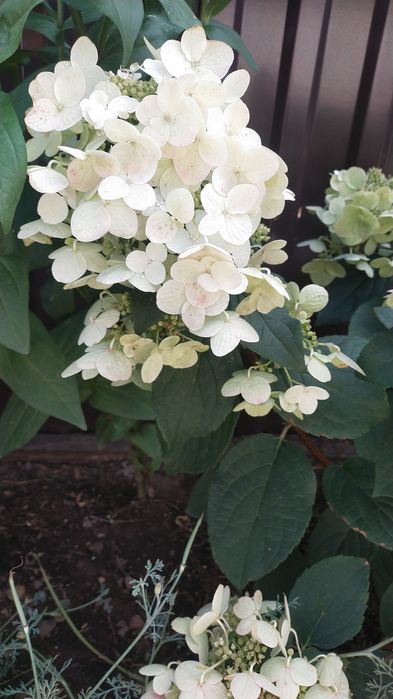 Продам гортензии