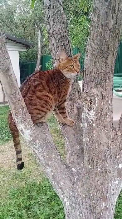 Отдам кота в хорошие руки