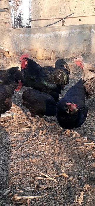 Кора шахзода тувук жужалари  сотилади