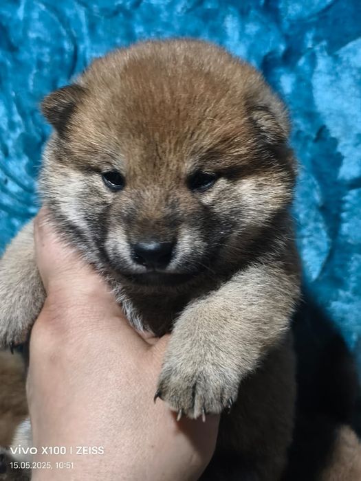 Продам щенков сиба ину