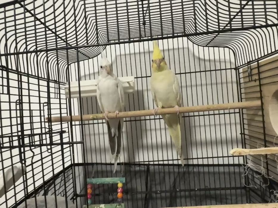 Двойка корели снасят постоянно