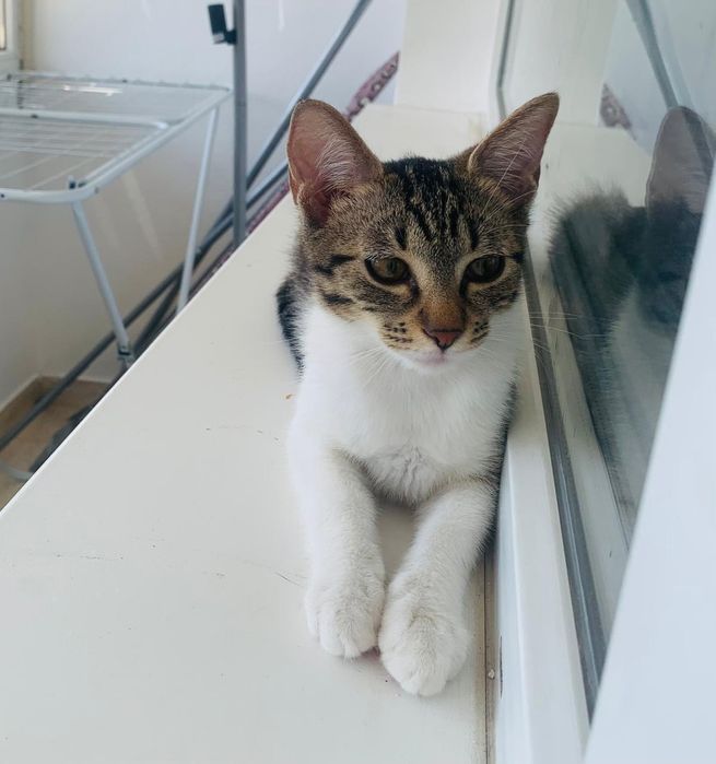 pui de pisicuta pentru adoptie,pisicuta de adoptat,puiut de pisicuta