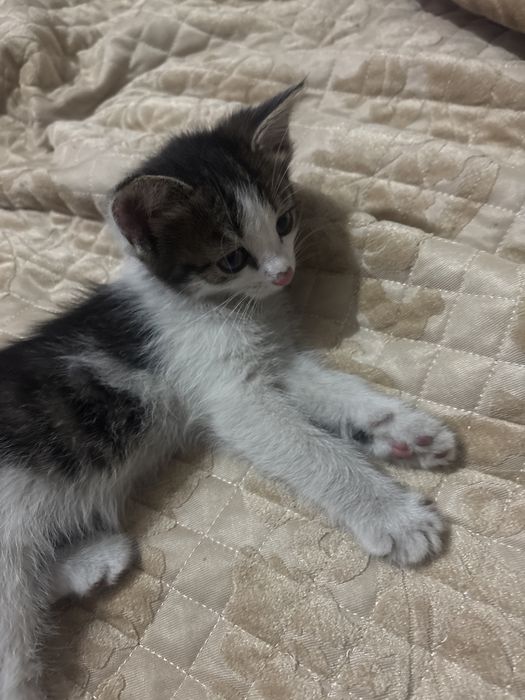 Котенок, отдам даром