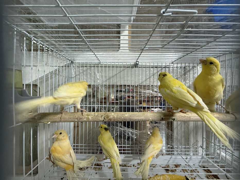 Канарейка. Пающый (Самка Самец)