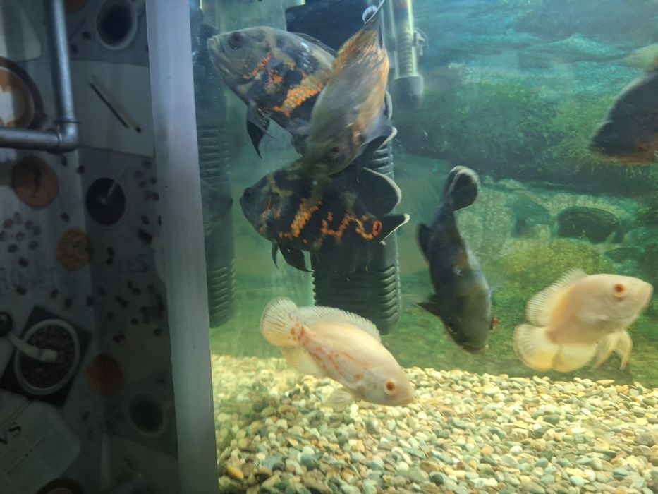 Астранатус сатылады