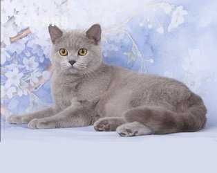 Британски късокосмести чисто бяло момиче и синьо -ОФИЦИАЛЕН РАЗВЪДНИК