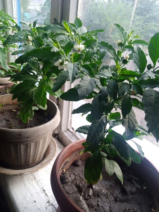 Продаю Ангинку лечебная