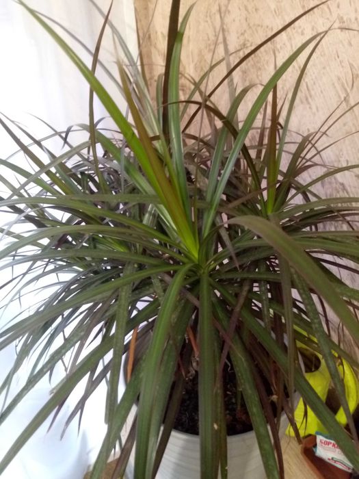 Продам комнатные цветы