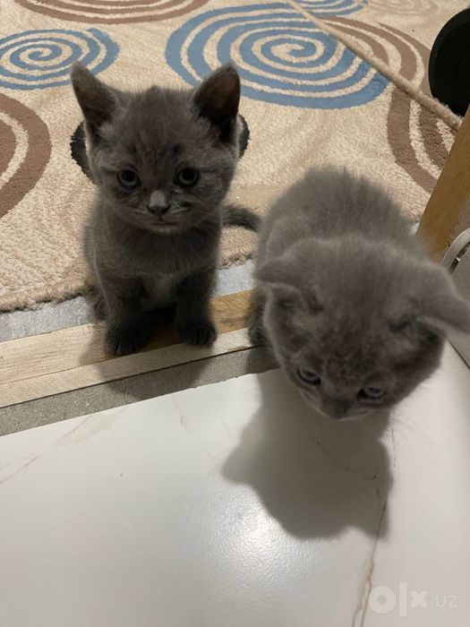 Продаются котята