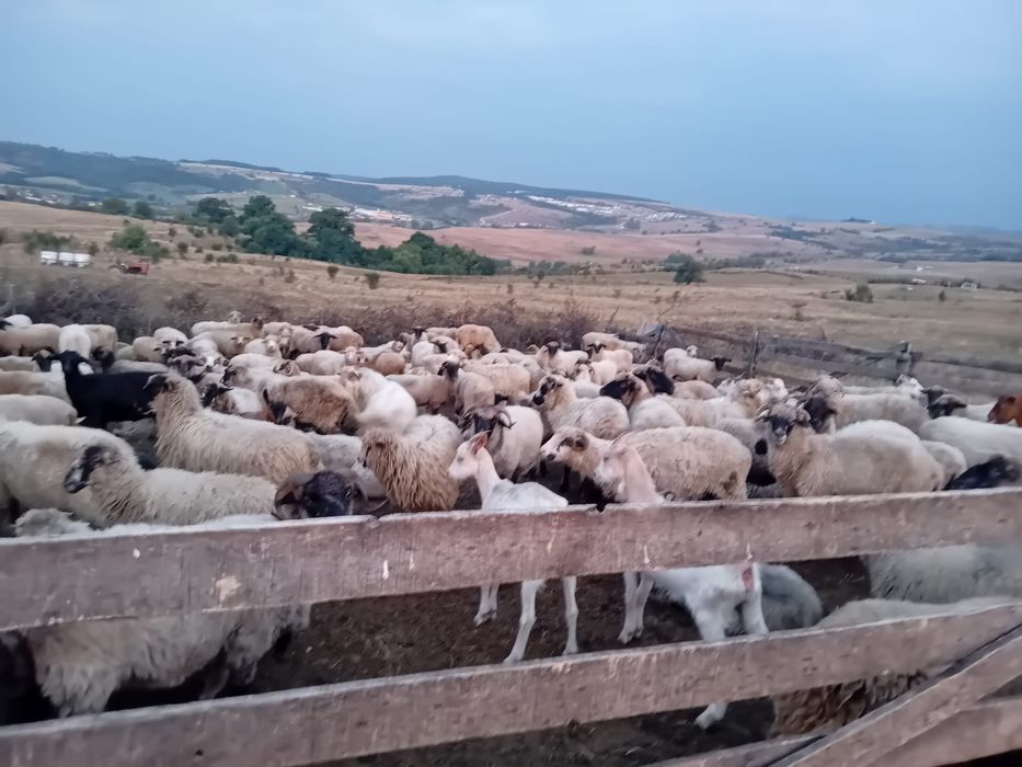 Vand oi mature si miei/ capre
