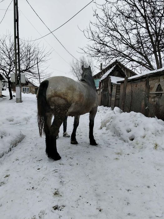 Vând mânză grea blândă trage bine garantată preț 3 mii de euro negocia