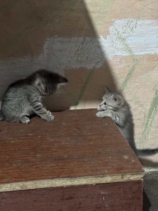 Отдам бесплатно в добрые руки.