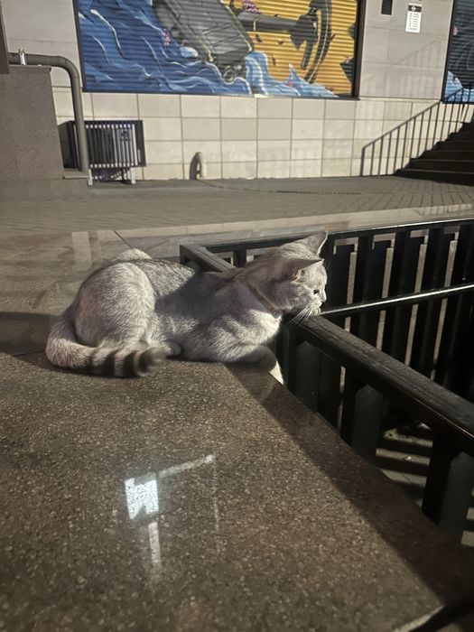 Найдена кошка кот