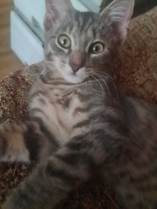 Котенок в добрые руки