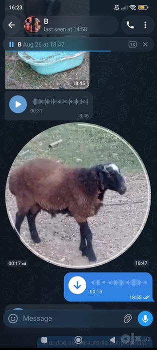 Assalomu alaykum o'gil qoy sotladi qo'y