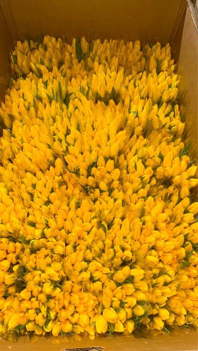 Тюльпаны оптом Астана