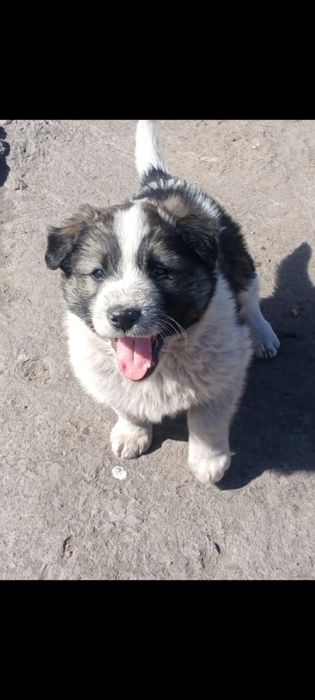 Не меня ли ты ищешь?