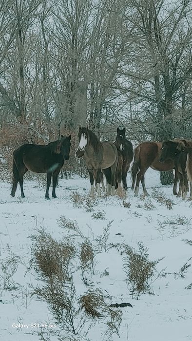 6жасар айғыр үйір ұстауға