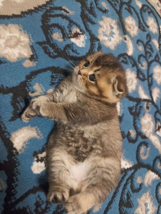 Domboqqina mushukchalar