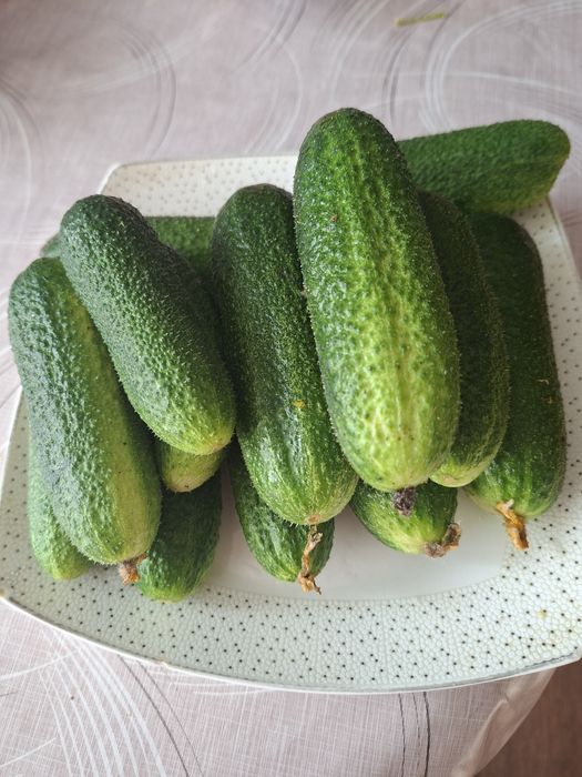 Домашние сочные, хрустящие огурцы