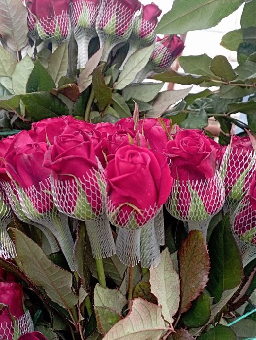 Gallaniski atirgullar kuchati sotiladi