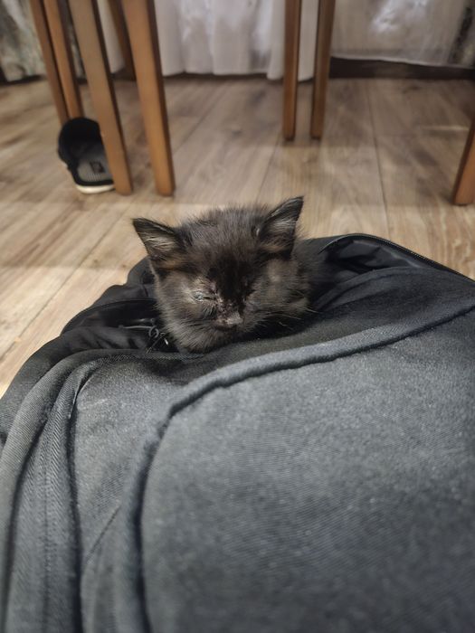 2 кошечки. Бесплатно