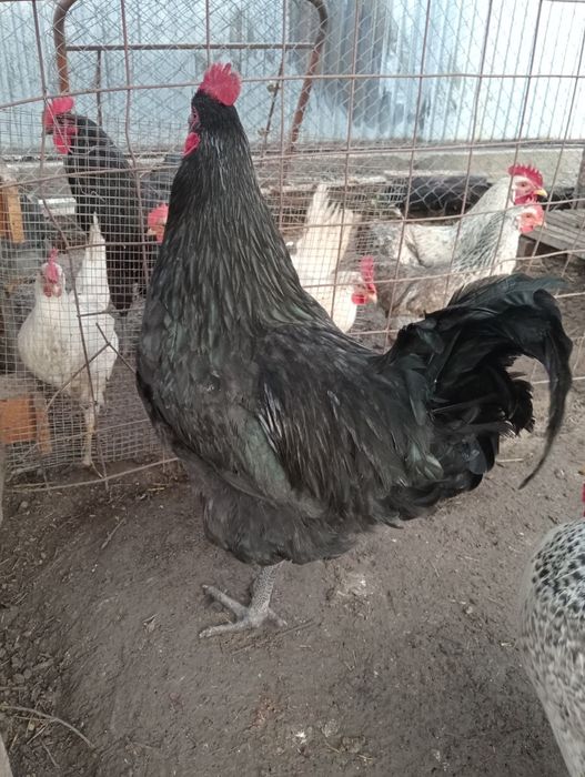 Продам петуха автролорп