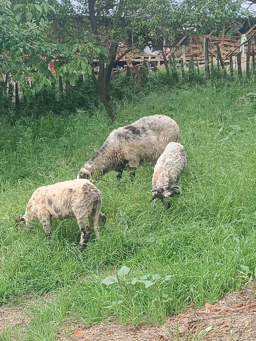 Vand miei greutate 26-37 kg iezi și vătui castrați