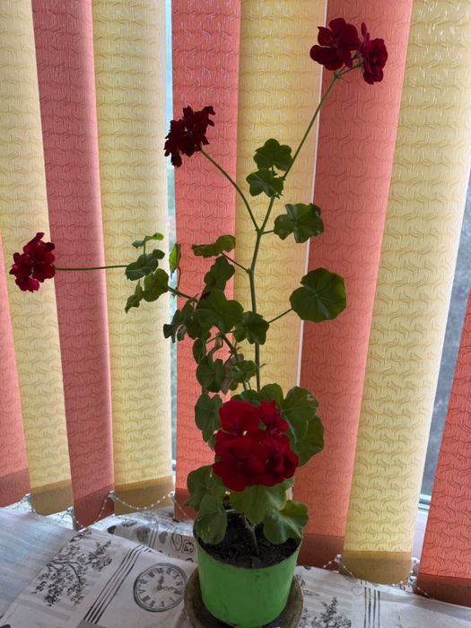 Продам цветы сансеиверию и