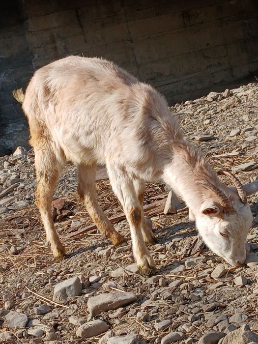 Vând iada sanin are un an e foarte buna