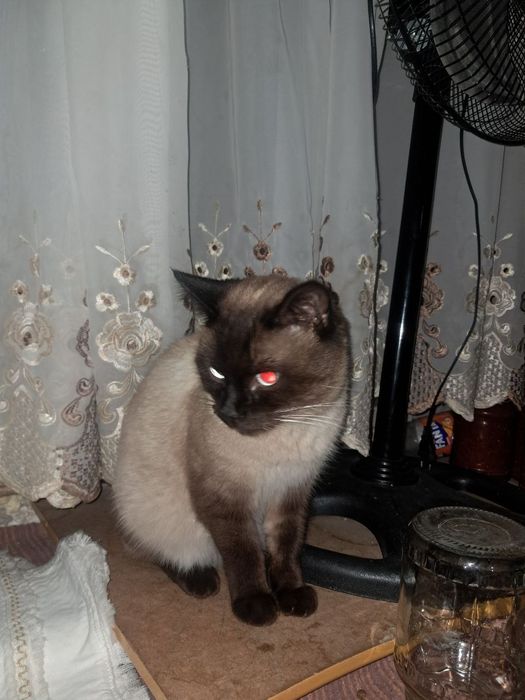 Siyamskiy mushuk oʻgʻil bola sotiladi