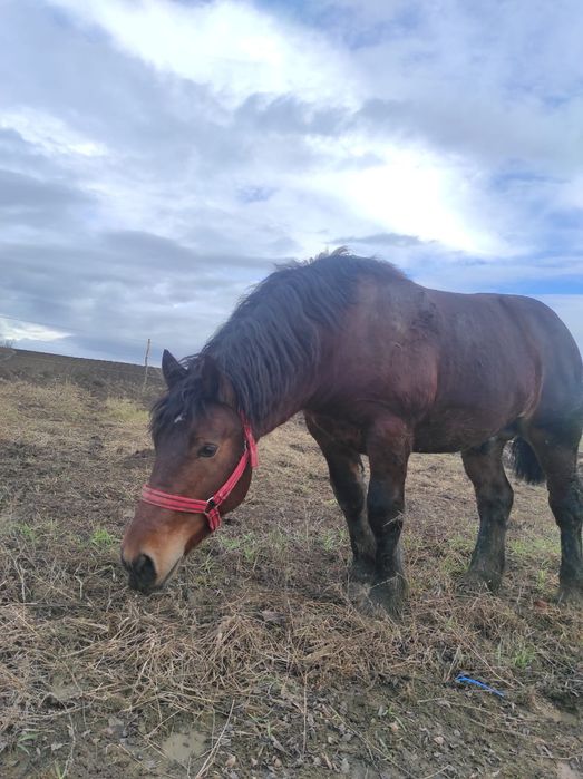 Mânz, un an și jumătate