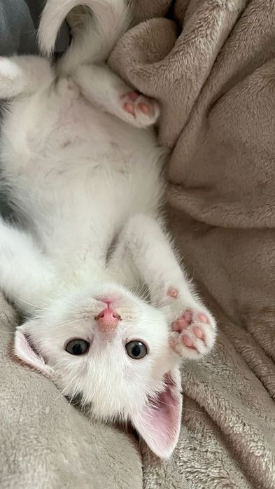 КрасивыЕ беЛоснеЖныЕ коТятА