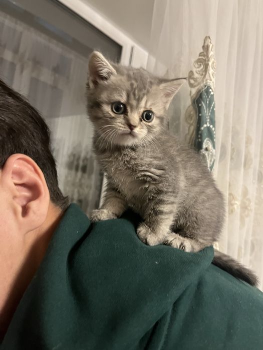 Котёнок шотландский