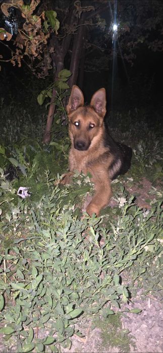 Потерялся Пёс , Локи