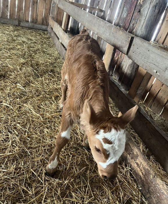 Телочки сименталы бұқаларының бычки бұзаулары