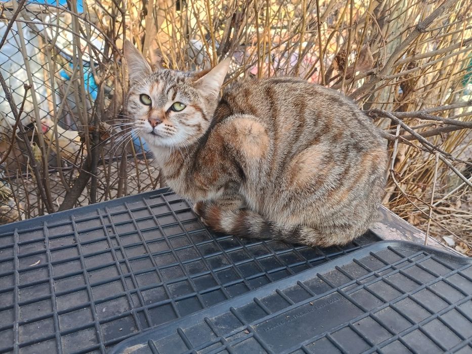 Подарявам женско коте