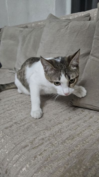 Полугодовалый котенок даром