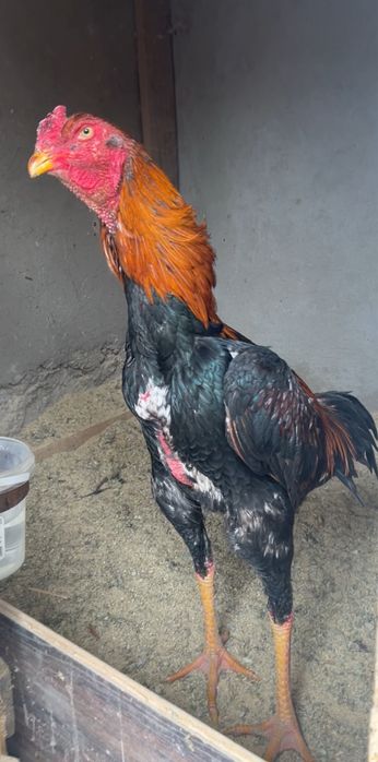 Дакан шымкент…….