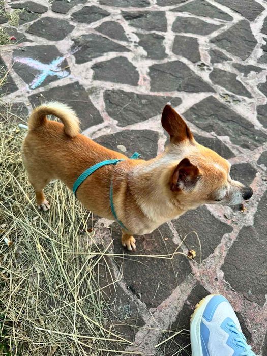 ПОДАРЯВАТ се ЗАЕДНО 2 мини пинчер/чихуахуа/подаряваме/