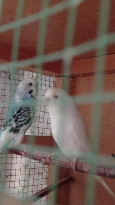 Sotiladi tayor para 200ming yana kelishamizz