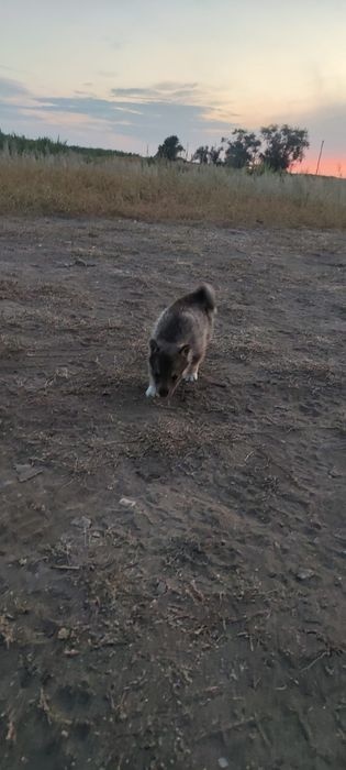 Продам щенков породы Лайка