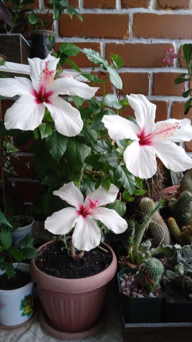 гибискусы разных расцветок