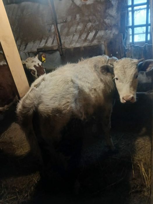 Просто так просьба не звонить